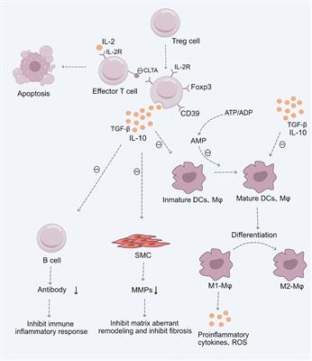 Role of Treg cell subsets in cardiovascular disease pathogenesis and potential therapeutic targets